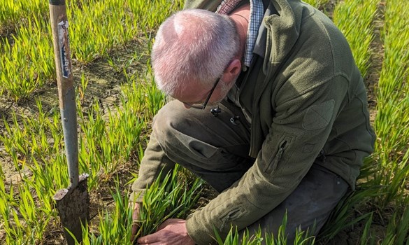 Join us online for the latest insights from AHDB Strategic Cereal Farm North